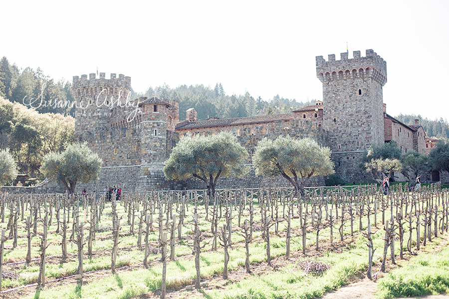 Castillo De Amoroso Winery